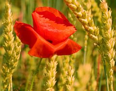 Roter Mohn und Getreide