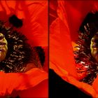 Roter Mohn und grüner Hüpferling (3D-X-View Cha)