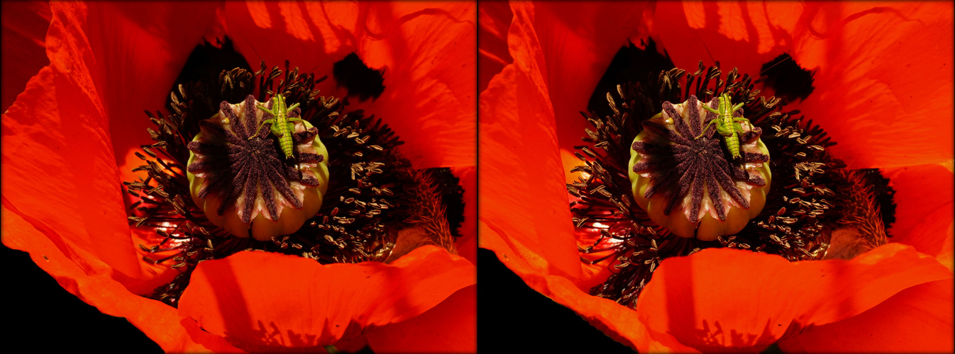 Roter Mohn und grüner Hüpferling (3D-X-View Cha)