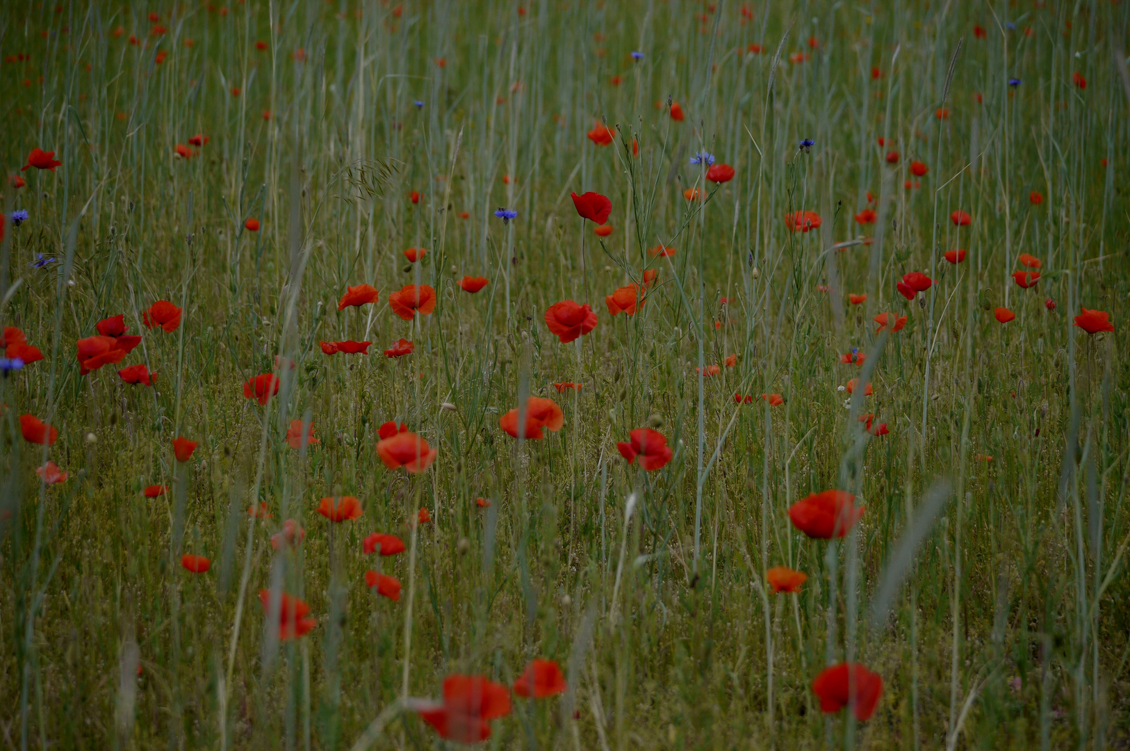 Roter Mohn und Kornblumenblau 