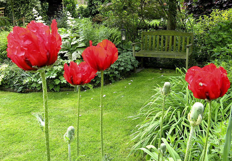 Roter Mohn und Maigrün