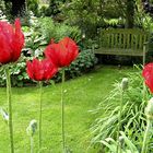 Roter Mohn und Maigrün