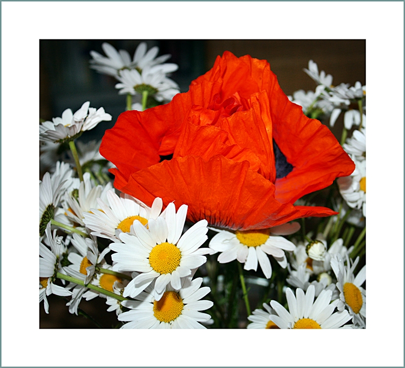 Roter Mohn und Margeriten