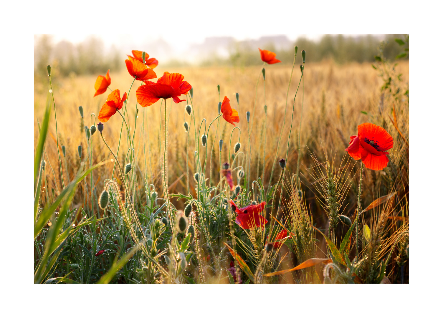 roter Mohn V