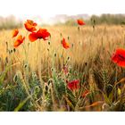 roter Mohn V