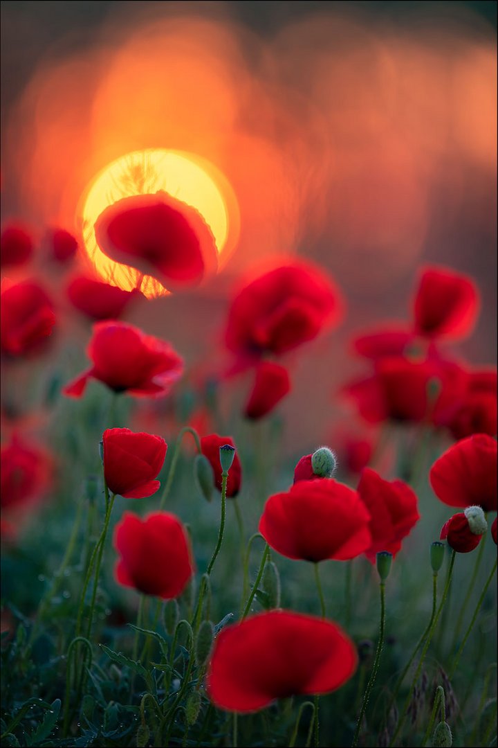 roter Mohn verblasst nicht 