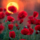 roter Mohn verblasst nicht 