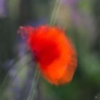 Roter Mohn - vom Winde verweht (ohne Rand)