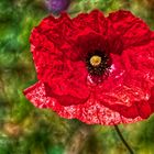 ROTER MOHN VON FAST NEBENAN