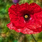 ROTER MOHN VON FAST NEBENAN