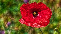 ROTER MOHN VON FAST NEBENAN