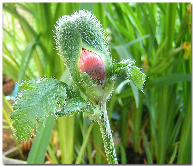 Roter Mohn von Maratonga