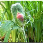 Roter Mohn von Maratonga