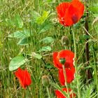 Roter Mohn von Pinnewitz