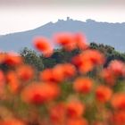 Roter Mohn vor alter Burg