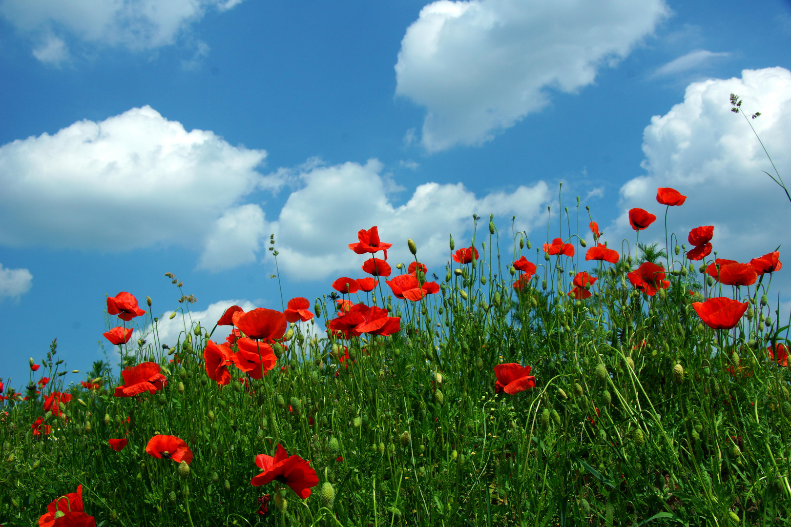 Roter Mohn vor bayerischem Himmel