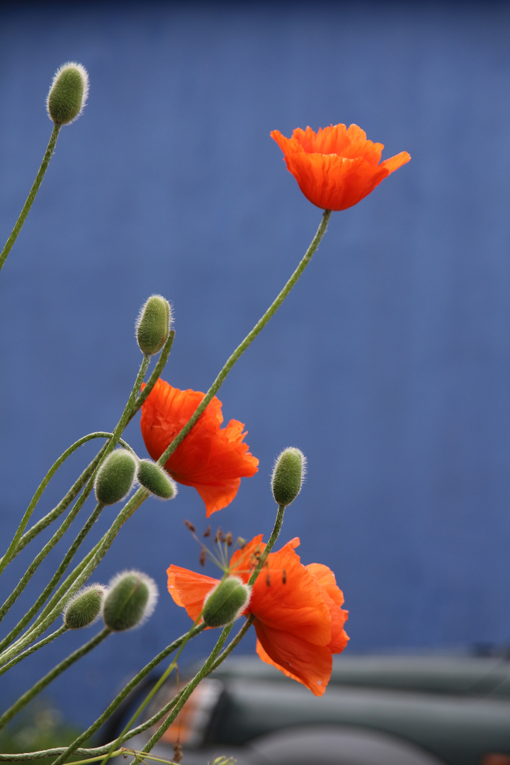 Roter Mohn vor blauer Wand