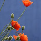 Roter Mohn vor blauer Wand