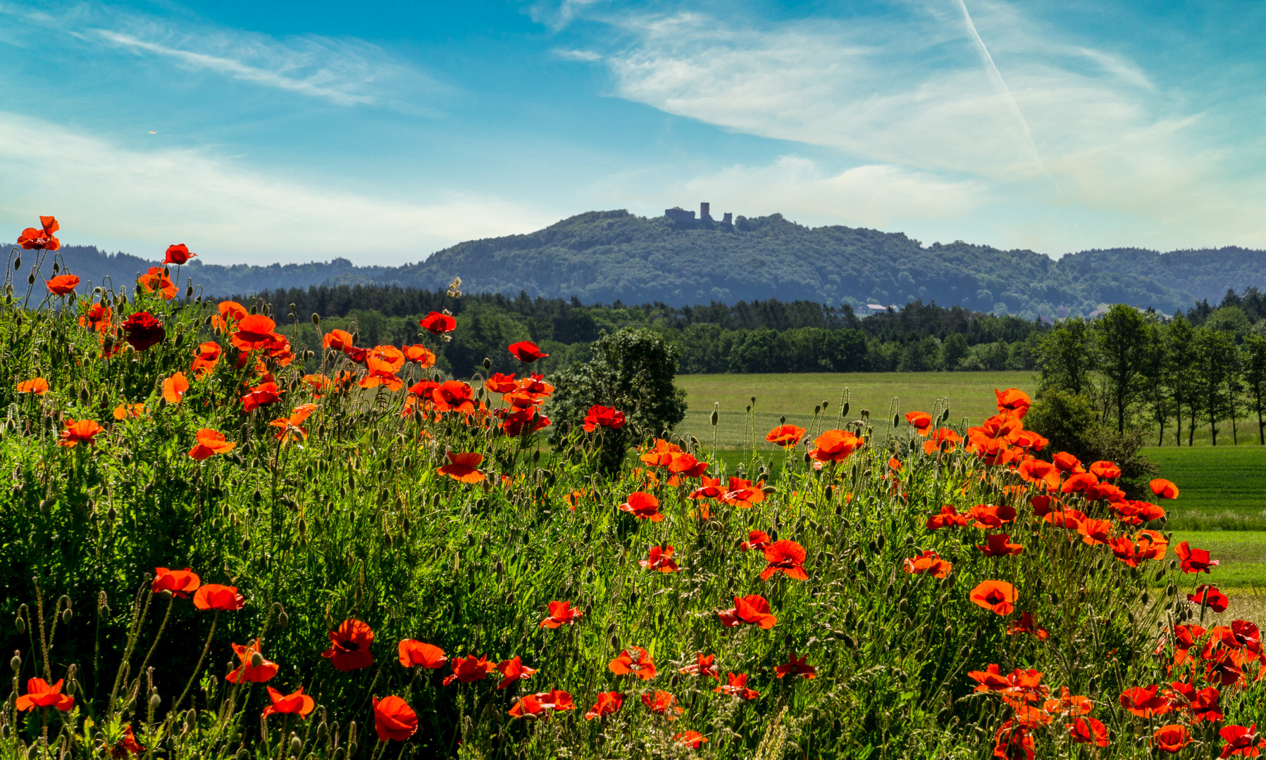 Roter Mohn vor Burgruine Wolfstein