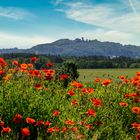 Roter Mohn vor Burgruine Wolfstein