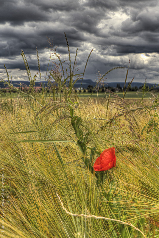 Roter Mohn vor dunklen Wolken