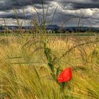 Roter Mohn vor dunklen Wolken