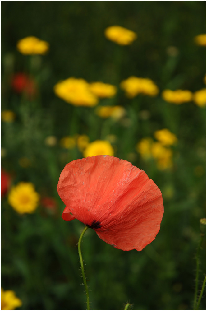 Roter Mohn vor Gelben Blüten