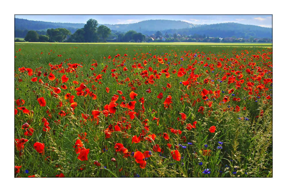 Roter Mohn vor Oberpfälzer Landschaft