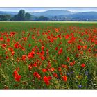 Roter Mohn vor Oberpfälzer Landschaft