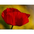 Roter Mohn vor sonnigem Gelb