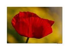 Roter Mohn vor sonnigem Gelb