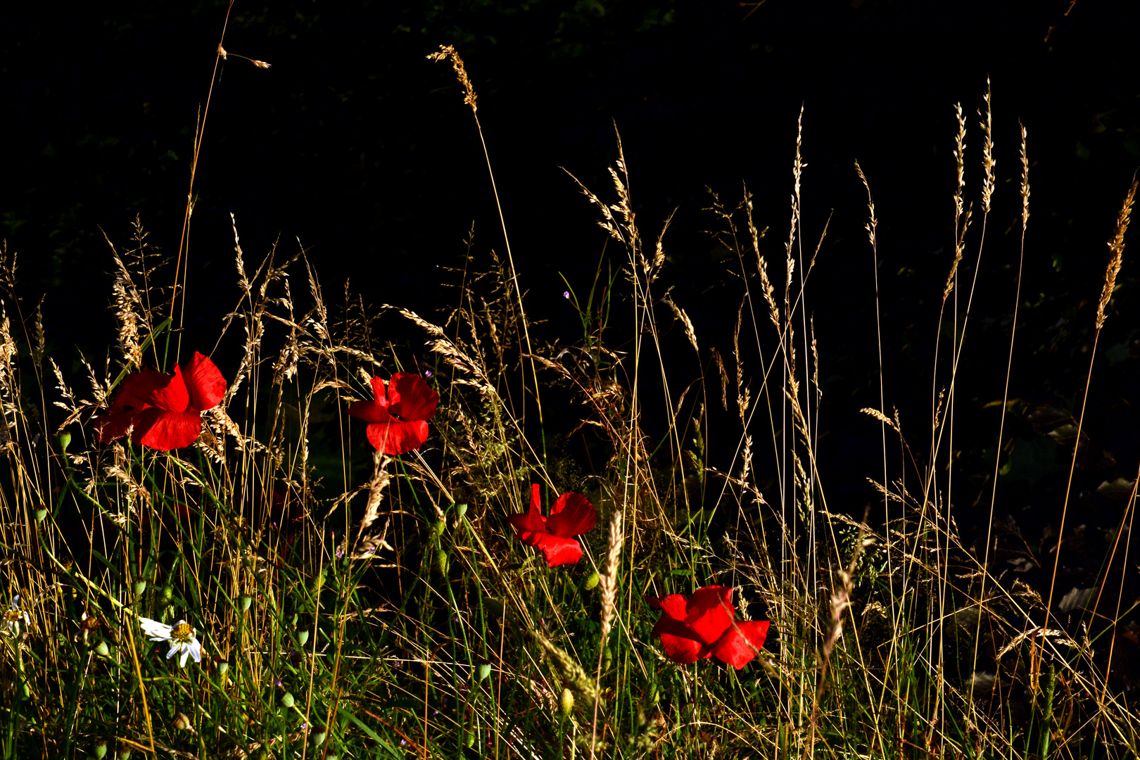 Roter Mohn, warum welkst du denn schon ... ( Aus dem Zyklus "Unser Garten")