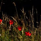 Roter Mohn, warum welkst du denn schon ... ( Aus dem Zyklus "Unser Garten")