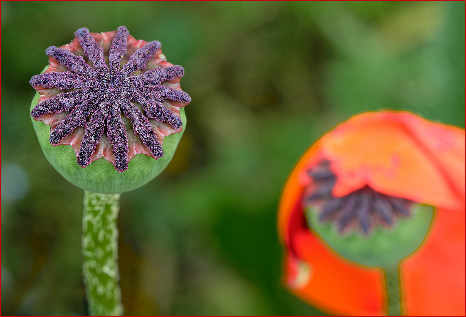 Roter Mohn, warum welkst du denn schon.......