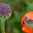 Roter Mohn, warum welkst du denn schon.......