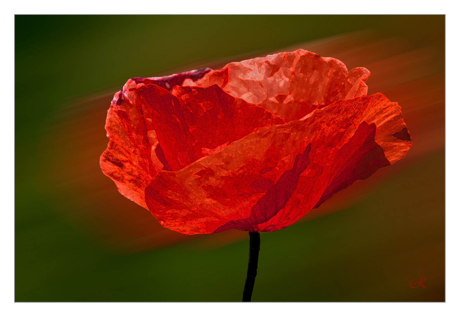 Roter Mohn, warum welkst du denn schon ...