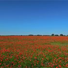 Roter Mohn - wie ein Blutroter Teppich bedeckt er das Land... 