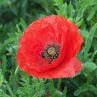 ...roter Mohn wird immer blühn