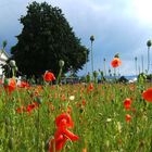 Roter Mohn zeigt den Weg...