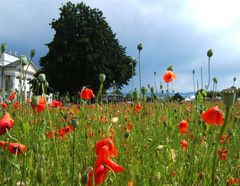 Roter Mohn zeigt den Weg...