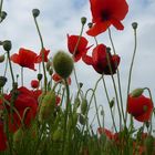 Roter Mohn zum Himmel