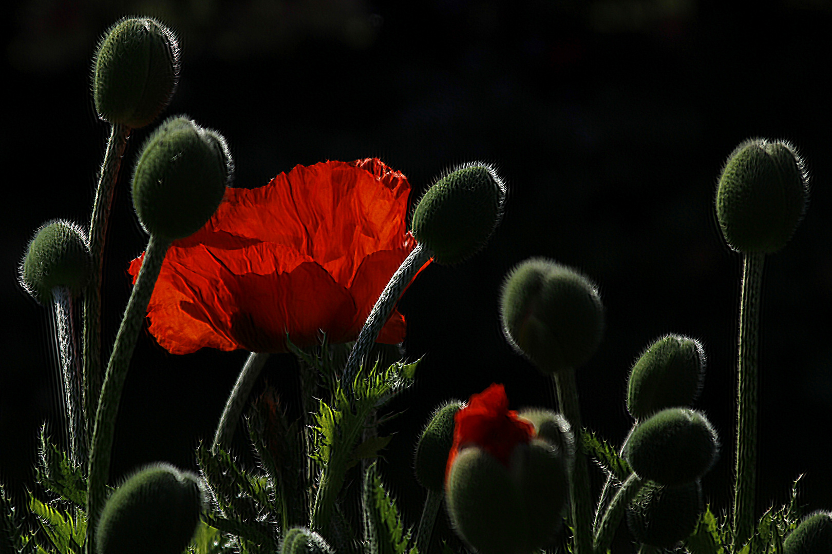 Roter Mohn zur Schlafenszeit