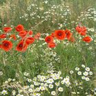 Roter Mohn zwischen Kamille