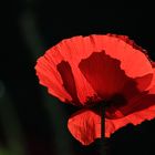 Roter Mohn_1