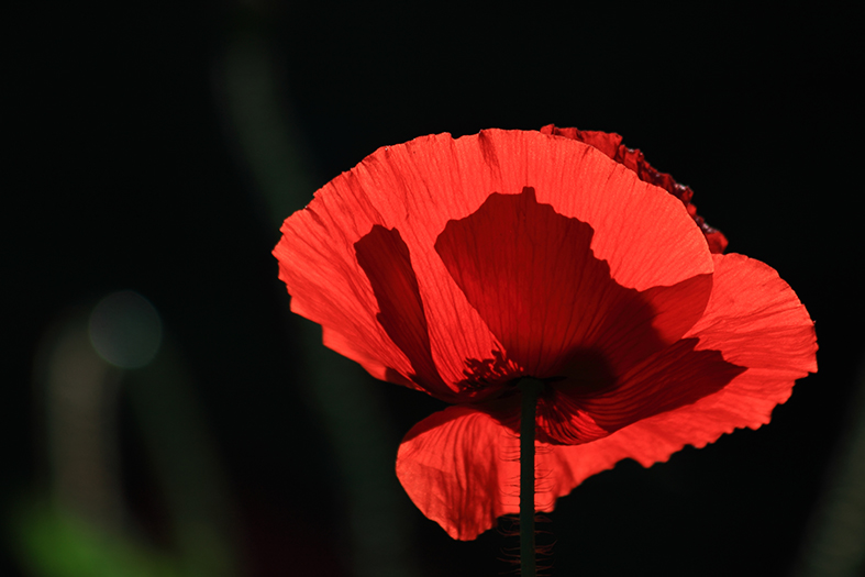 Roter Mohn_1