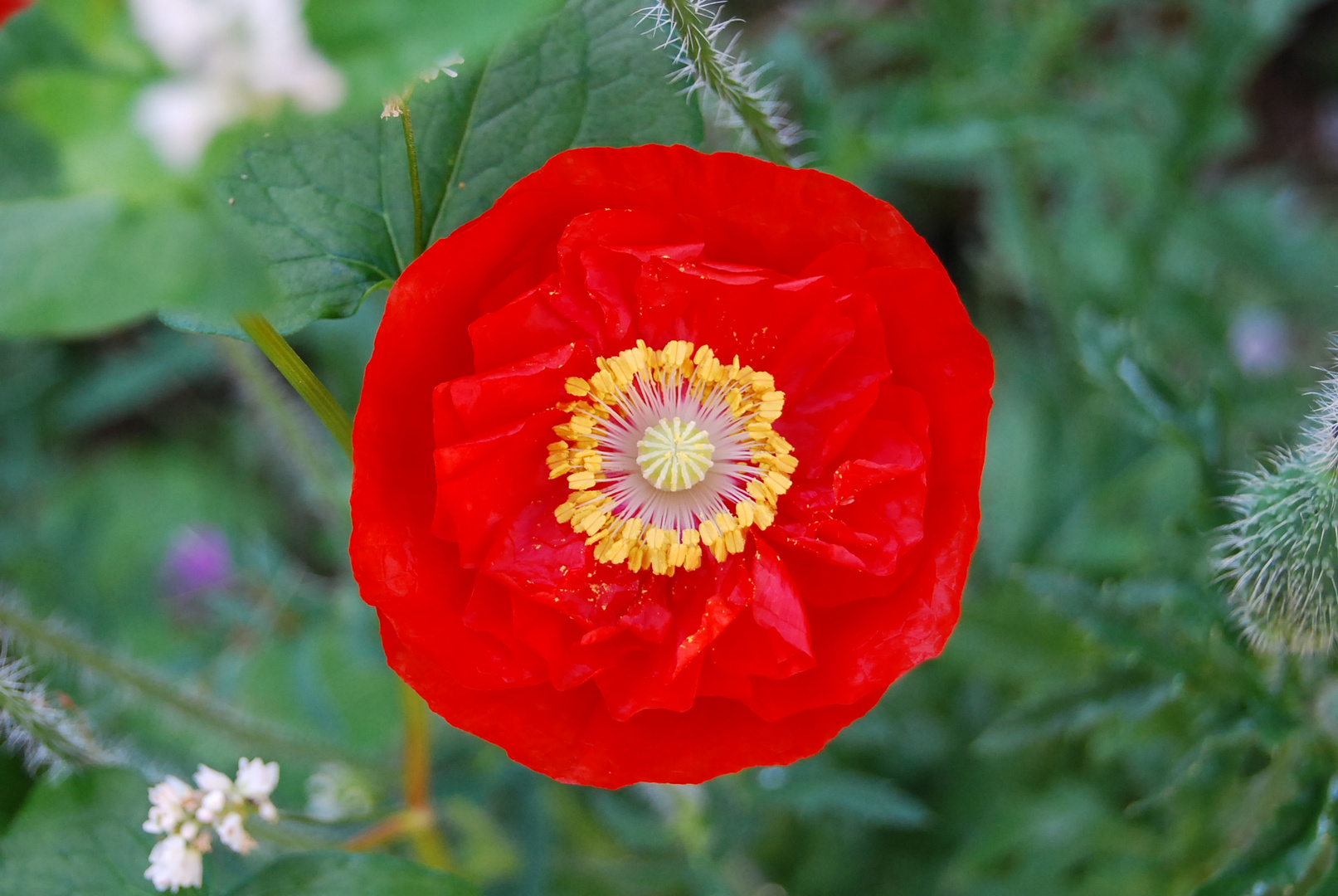 roter Mohn_1