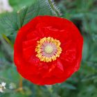 roter Mohn_1