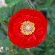 roter Mohn_1