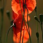 Roter Mohn_2