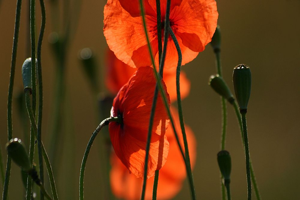 Roter Mohn_2